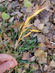 Bromus inermis