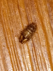Dermestidae
