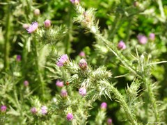 Carduus pycnocephalus