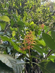 Palicourea guianensis