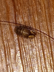 Dermestidae