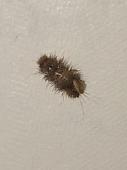 Dermestidae