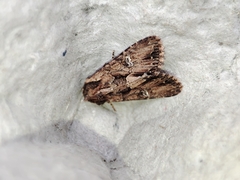 Mniotype occidentalis