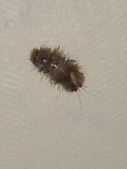 Dermestidae