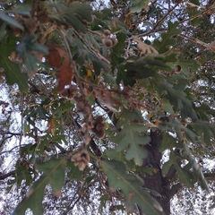 Andricus quercuscalifornicus