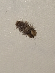 Dermestidae