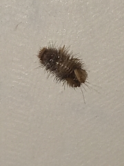 Dermestidae