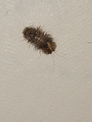 Dermestidae