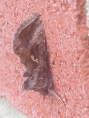 Plusiini