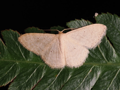 Idaea ptyonopoda