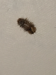 Dermestidae