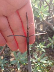 Ceropegia fusca image