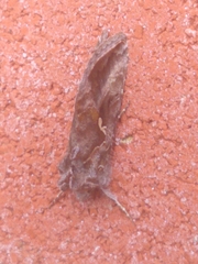 Plusiini