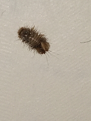 Dermestidae