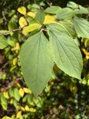 Philadelphus coronarius