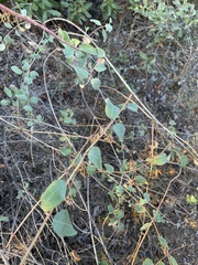Lonicera subspicata