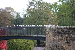 Chroicocephalus ridibundus