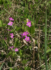 Primula cortusoides