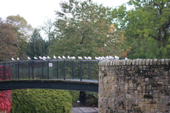 Chroicocephalus ridibundus