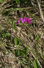Primula cortusoides