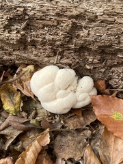 Hericium