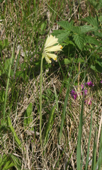 Primula veris macrocalyx