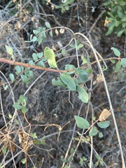 Lonicera subspicata