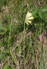 Primula veris macrocalyx