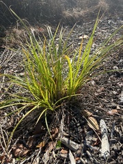 Carex virgata