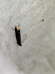 Monopis nigricantella