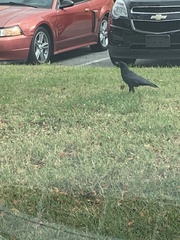 Corvus