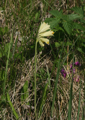 Primula veris macrocalyx