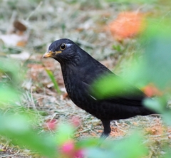 Turdus mandarinus
