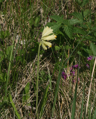 Primula veris macrocalyx
