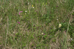 Primula veris macrocalyx