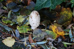 Coprinus comatus