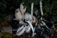 Coprinus comatus