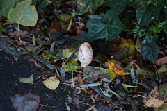 Coprinus comatus