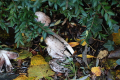 Coprinus comatus