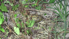 Rostratula benghalensis