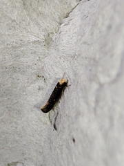 Monopis nigricantella