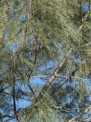 Pinus sabiniana