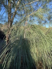 Pinus sabiniana