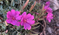 Epilobium obcordatum