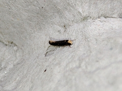 Monopis nigricantella