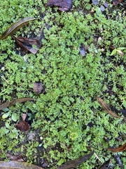 Lepidium didymum