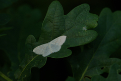 Scopula floslactata