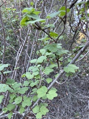 Ribes malvaceum