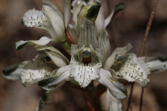 Chloraea