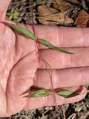 Gelsemium sempervirens